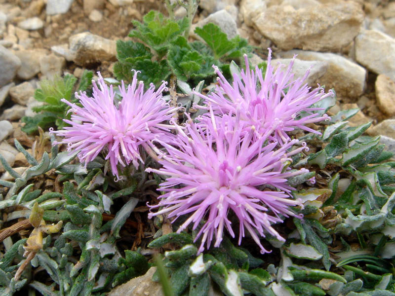 Jurinea humilis en fleurs dans les éboulis calcaires des Picos de Europa